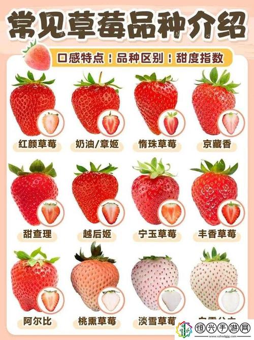 樱桃秋葵小蝌蚪榴莲视频教程：健康饮食秘诀助你轻松提升活力