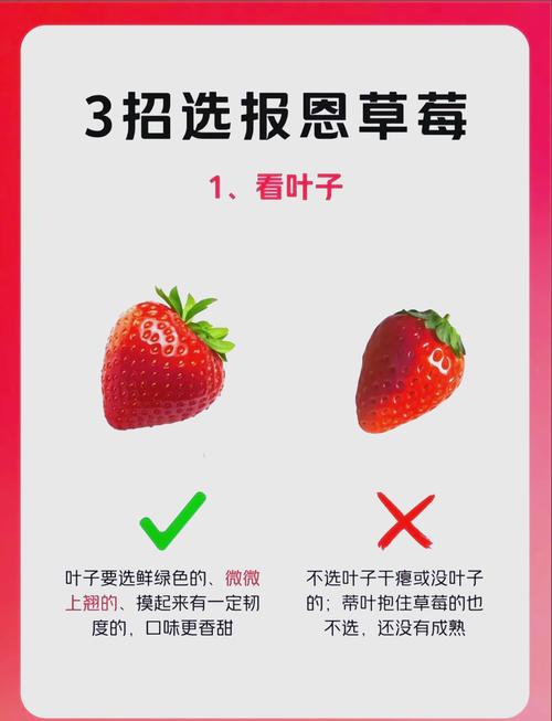 草莓视频3.0最新版高效解决方案:深度解析新功能与快速掌握指南 草莓视频3.0最新版高效解决方案:深度解析新功能与快速掌握指南