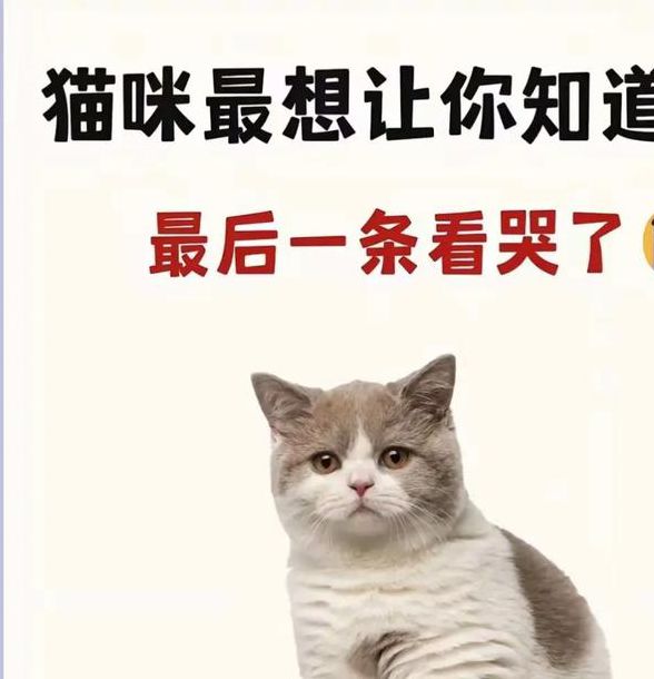 为何猫咪永久在线视频如此火爆？这里有5个你不知道的实用技巧！