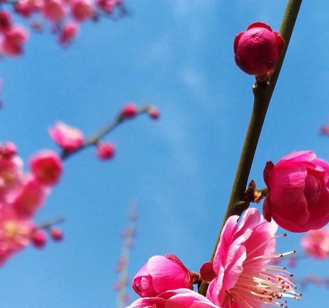 梅花视频一天看三次：掌握高效观看技巧，轻松提升生活品质