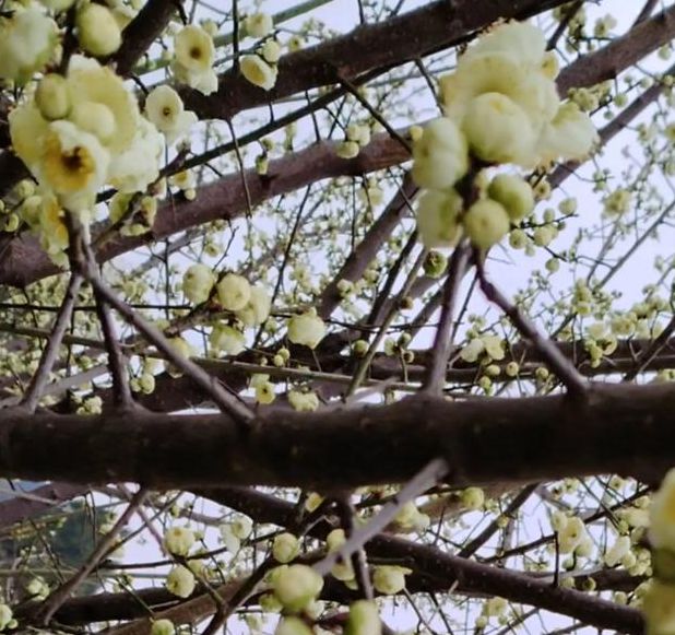 梅花视频一天看三次：掌握高效观看技巧，轻松提升生活品质