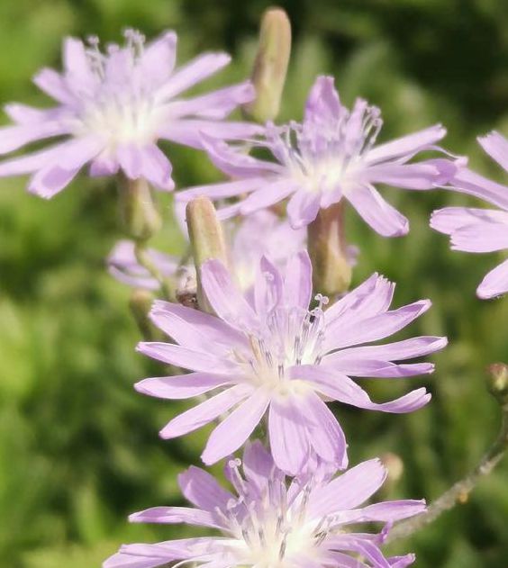 野花视频大全免费版的高效解决方案：如何轻松观看高清视频？