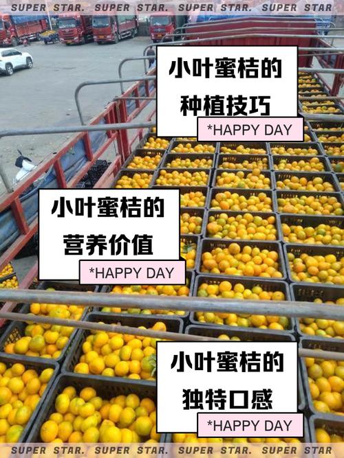 小蜜桔自带稳定播放环境，网友：画质也高清！