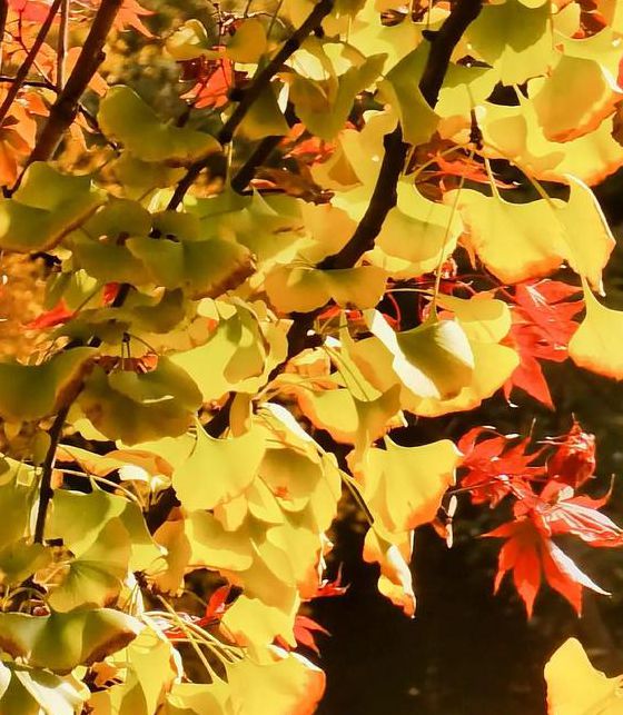 秋叶直播安卓版,拥有很多高清播放的视频资源