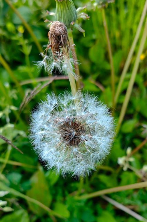 蒲公英研究所视频片源全部解析，网友：免会员