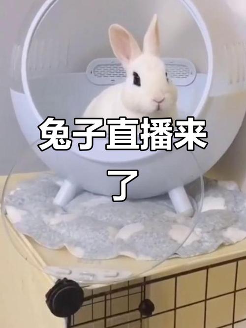 兔子直播2278最新版V9.7.6_兔子直播2278APP