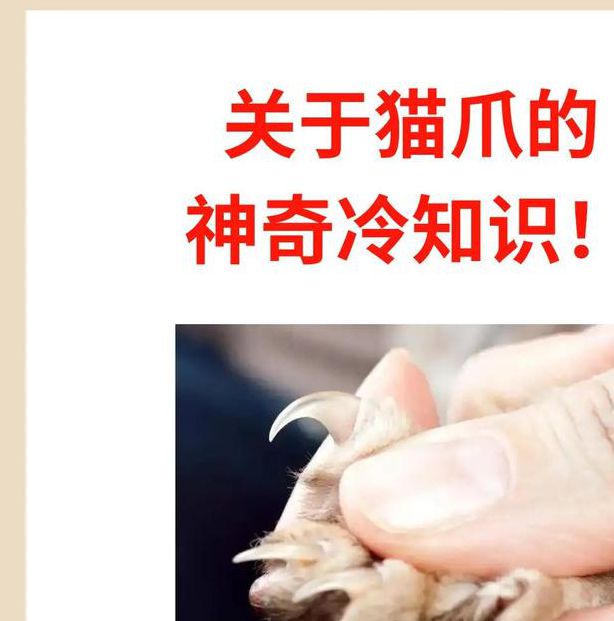 权威专家揭秘：7个猫爪短视频交易网址的必知技巧，安全高效访问指南