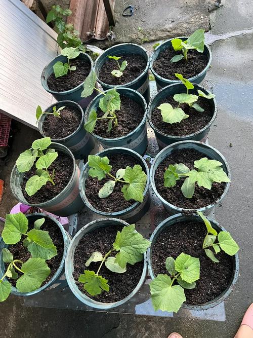 家庭种植丝瓜黄瓜草莓 vs iOS农业应用：提升效率的秘密武器