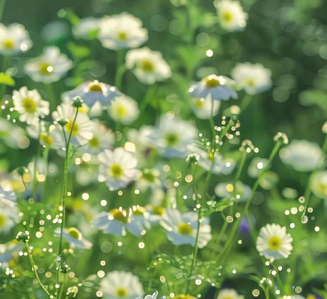 野花视频高清免费版最新版V8.5.6_野花视频高清免费版软件下载