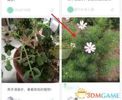 形色app如何进行花卉鉴定的发布流程——详解操作步骤