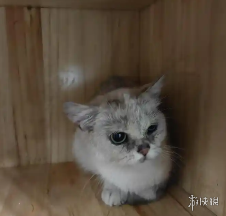 青岛一家撸猫馆每日仅需9.9元,是否堪称“猫界的蜜雪冰城”? 青岛一家撸猫馆每日仅需9.9元,是否堪称“猫界的蜜雪冰城”?