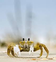 为何被称为“万岁大眼蟹”？——探究“万岁大眼蟹”命名的核心原因

