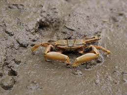 为何被称为“万岁大眼蟹”？——探究“万岁大眼蟹”命名的核心原因

