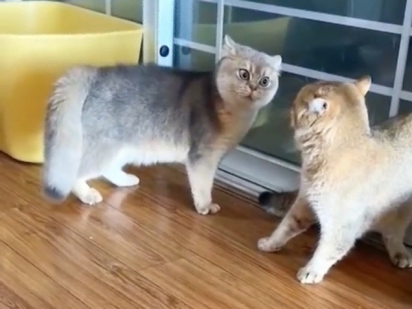 究竟是哪个英雄终结了法拉利在勒芒连续赢得七届冠军的辉煌？【传奇车手01】