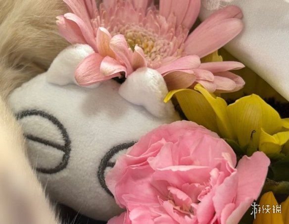 备受喜爱的漫画表情包“小豆泥”原型宠物离世，主人发长文表达感激与怀念