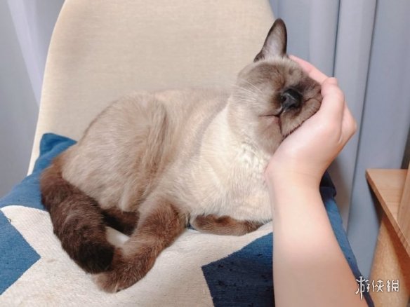 备受喜爱的漫画表情包“小豆泥”原型宠物离世，主人发长文表达感激与怀念