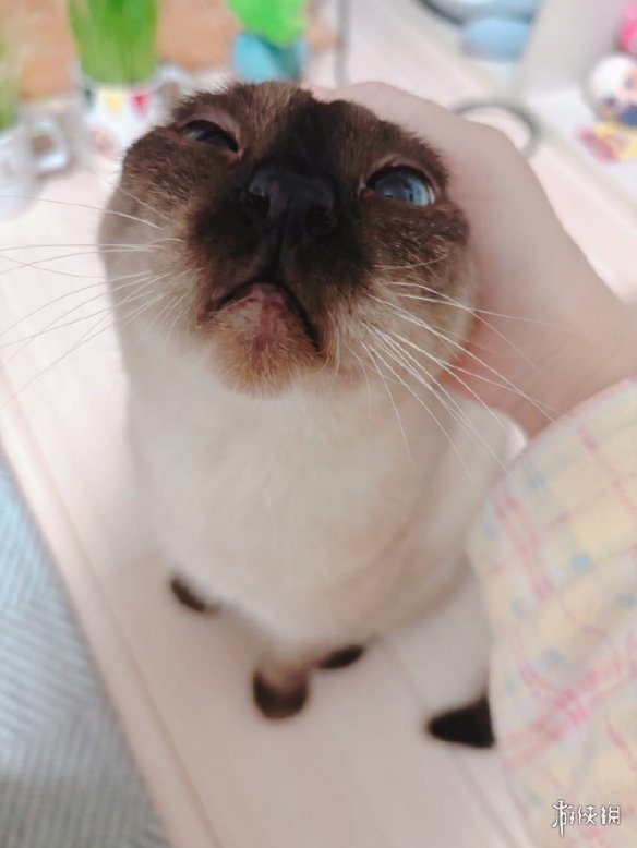 备受喜爱的漫画表情包“小豆泥”原型宠物离世，主人发长文表达感激与怀念