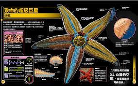 海星内部是否包含血液？-关于海星体内血液存在与否的探究