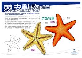 海星内部是否包含血液？-关于海星体内血液存在与否的探究