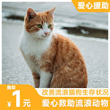 关于在12306平台办理宠物托运的流程和方法，以下为详细介绍，帮助您高效完成相关手续。