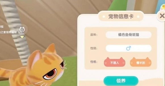 在心动小镇中如何养育宠物猫——详细攻略指南