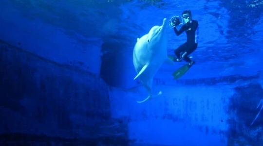 这是全球首部以海洋生物为主题的纪录电影《中华白海豚》正式进行试映，标志着该领域的突破性进展！