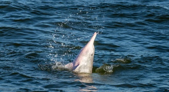 这是全球首部以海洋生物为主题的纪录电影《中华白海豚》正式进行试映，标志着该领域的突破性进展！
