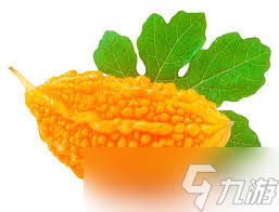 苦瓜在成熟后,其口感会变得更加甜蜜还是依然保持苦涩?-成熟的苦瓜到底是变得更甜还是更苦呢?
苦瓜在成熟后,其口感会变得更加甜蜜还是依然保持苦涩?-成熟的苦瓜到底是变得更甜还是更苦呢?