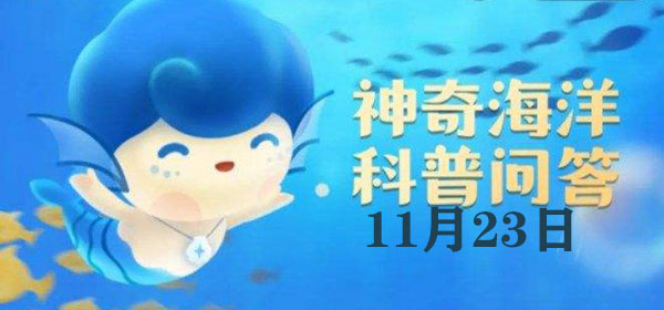 红树林丰富的根系具有哪些关键功能？- 红树林特殊根系的主要作用是什么？

