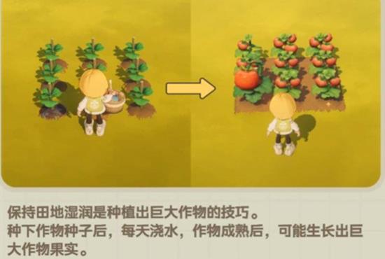 星布谷地的烹饪体验总结——详细解析星布谷地的烹调技巧与玩法