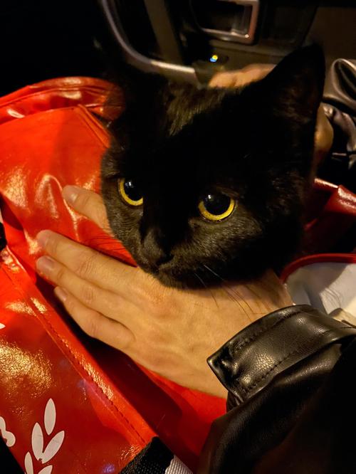 黑猫影视免费版