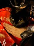 黑猫影视免费版