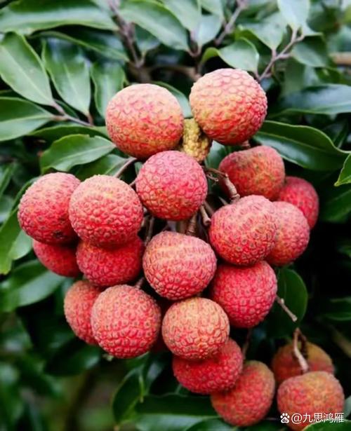 香蕉菠萝蜜桃草莓芒果