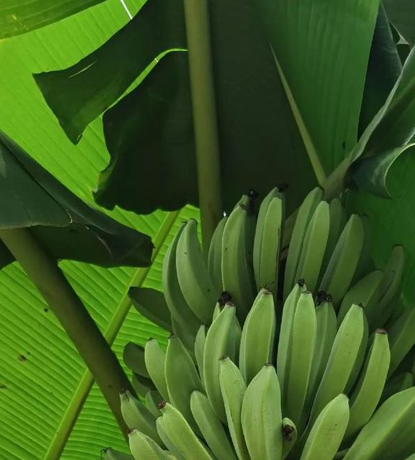 香蕉菠萝蜜桃草莓芒果