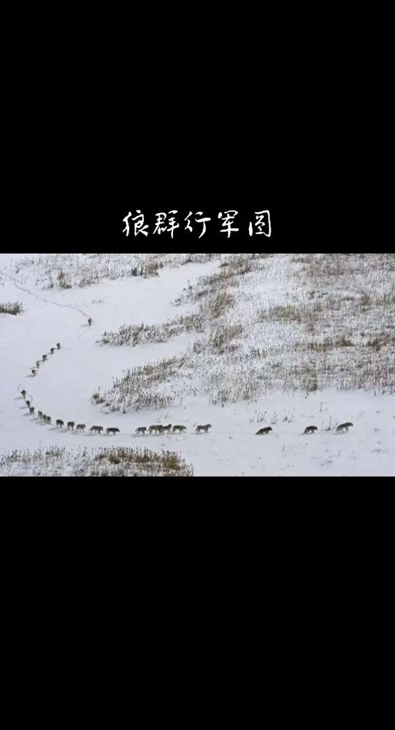 狼群社区视频在线观看