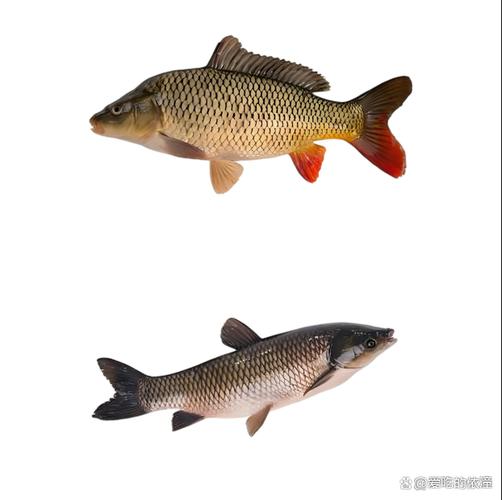草鱼5CC网站永久