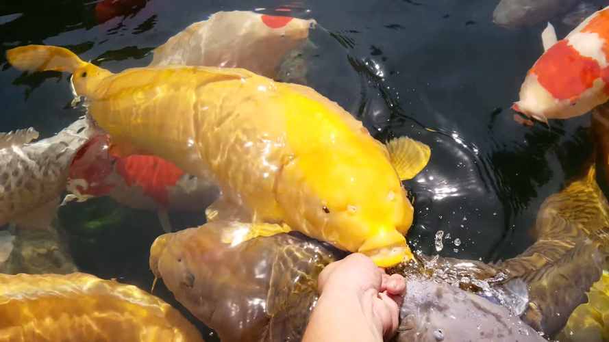 锦鲤视频