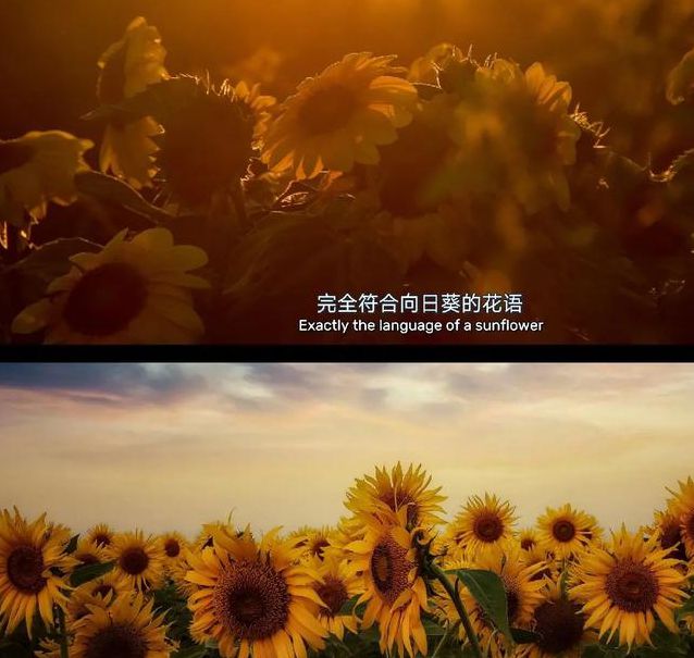向日葵视频下载ios网站进入