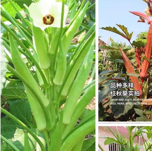 秋葵下载秋葵官方18岁