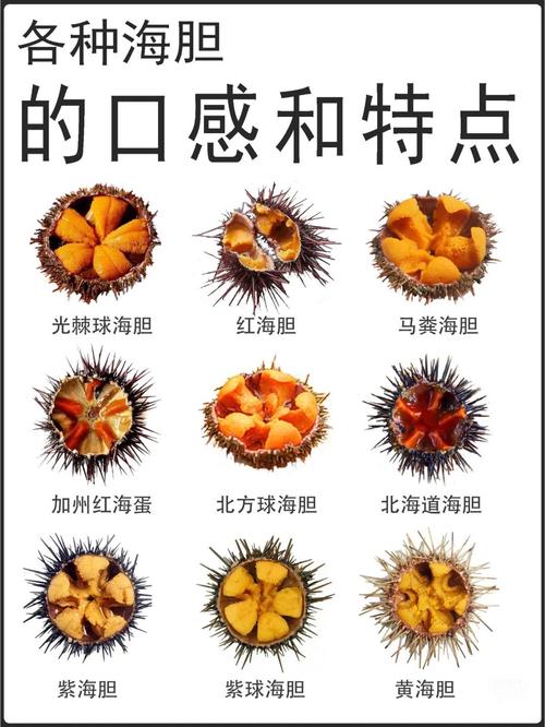 海胆影视1.6.5版