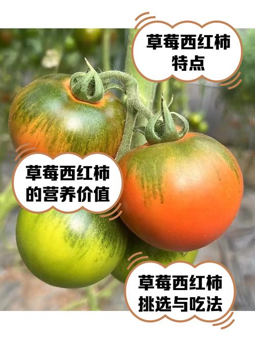 芒果草莓茄子丝瓜黄瓜