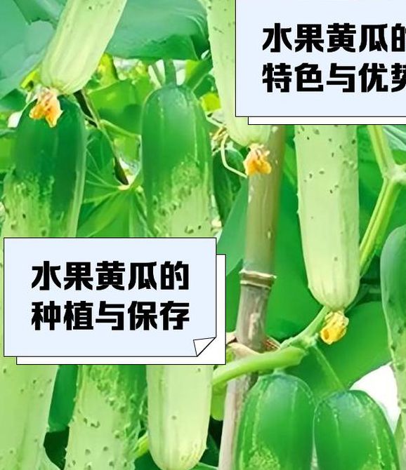 黄瓜香蕉丝瓜榴莲番茄污视频