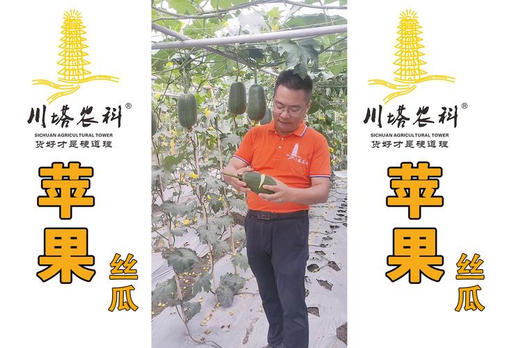 萝卜茄子丝瓜荔枝绿巨人樱桃视频