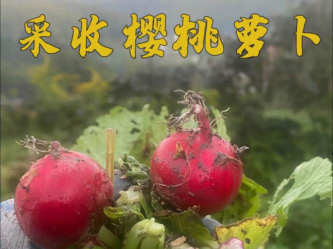 萝卜茄子丝瓜荔枝绿巨人樱桃视频