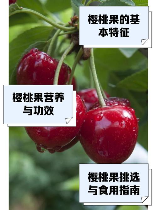 草莓荔枝丝瓜茄子樱桃