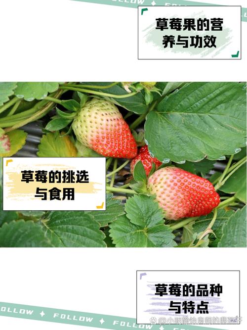 草莓荔枝丝瓜茄子樱桃