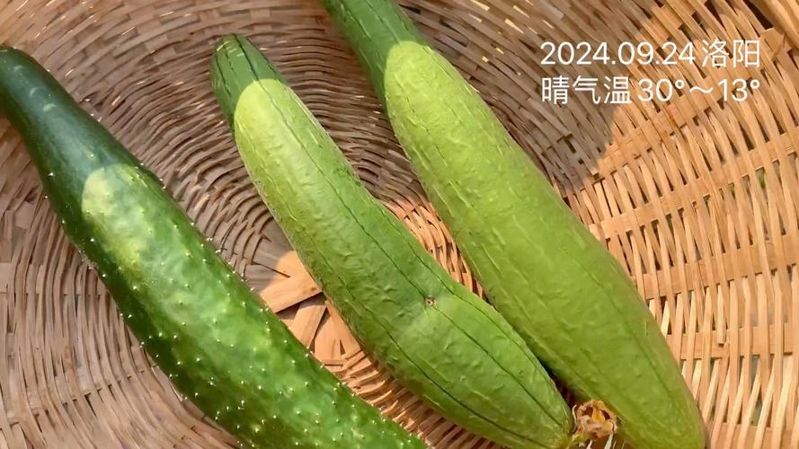 榴莲秋葵向日葵丝瓜黄瓜旧版