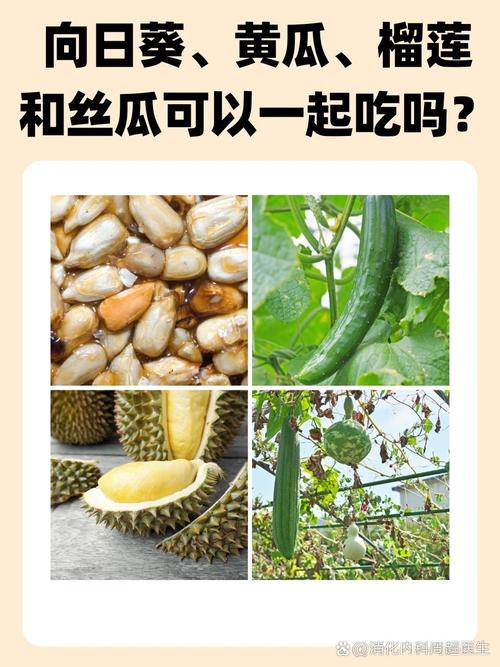 榴莲秋葵向日葵丝瓜黄瓜旧版
