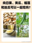 榴莲秋葵向日葵丝瓜黄瓜旧版