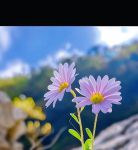 野花视频大全免费观看6